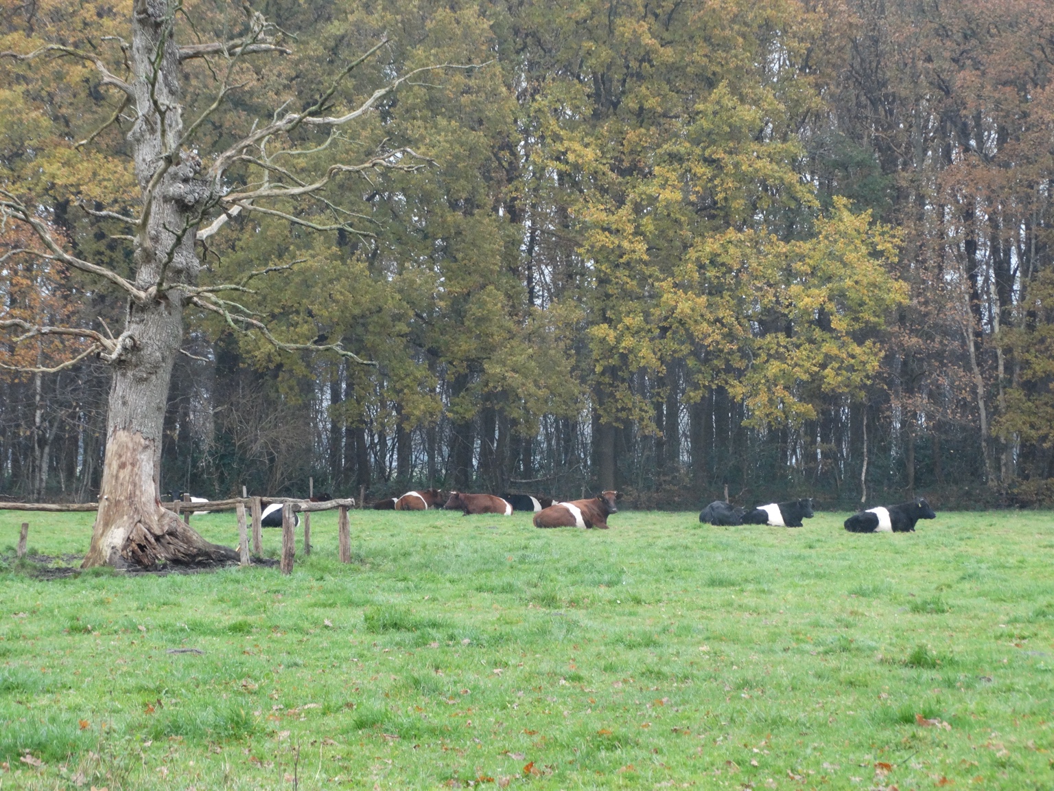 Runderen in het bos op Landgoed Het Lotter
