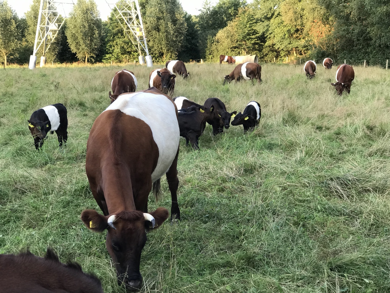 Weide en bos op Landgoed Het Lotter
